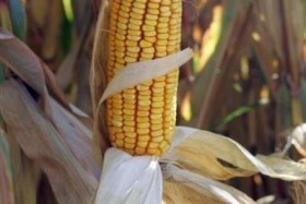 Maïs Monsanto: Oh la belle daube...